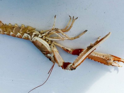 Holiday house 10 person holiday home in Tornes I Romsdal - Outdoor photo 67