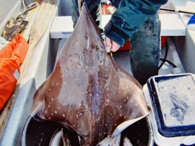 Holiday house 10 Personen Ferienhaus in EIDSVÅG - Outdoor photo 43