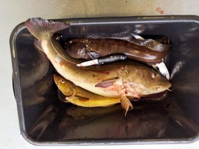 Holiday house Kustennaher Fischerhafen-By Traum - Outdoor photo 61