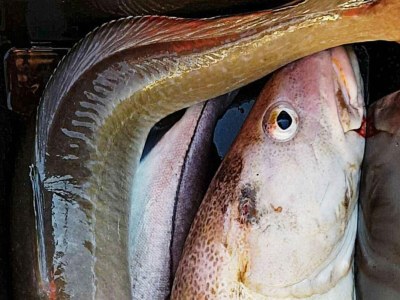 Holiday house 10 person holiday home in Brattvåg - Outdoor photo 36