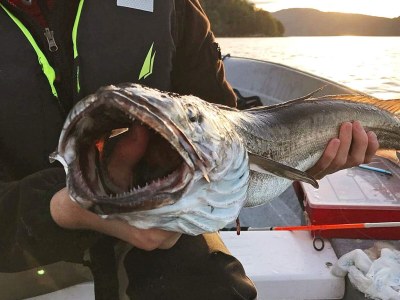 Holiday house 10 Personen Ferienhaus in EIDSVÅG-By Traum - Outdoor photo 63