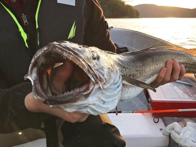 Holiday house 6 person holiday home in EIDSVÅG-By Traum - Outdoor photo 34