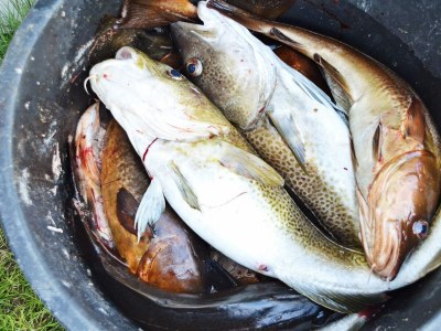 Holiday house 11 Personen Ferienhaus in Fjørtoft-By Traum - Outdoor photo 46