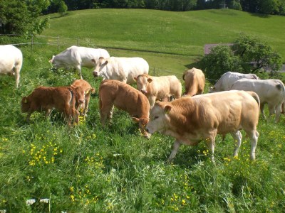 Holiday apartment Berghof Latzer - Environment photo 13