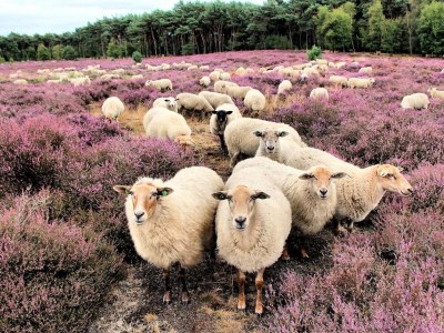 Bungalow de Eekhoorn - Environment photo 13