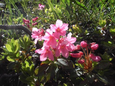 Holiday apartment Haus Florence - Environment photo 17