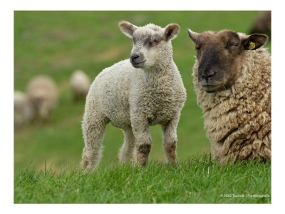 Holiday house Huus North Sea - Environment photo 27