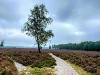 Holiday house Getaway with Garden in Gelderland - Environment photo 23