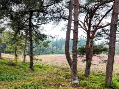 Holiday house Getaway with Garden in Gelderland - Environment photo 24