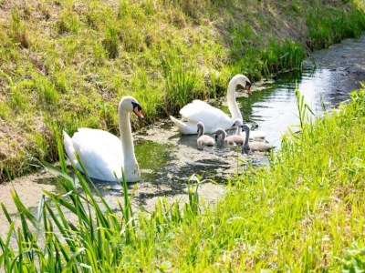 Holiday house Getaway with Garden in Gelderland - Environment photo 25