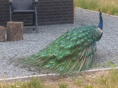 Holiday house Getaway with Garden in Gelderland - Environment photo 28