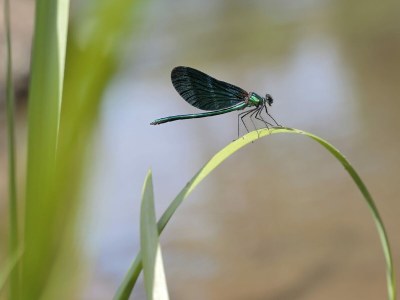 Holiday house Gîte atypique au bord de l'eau - Outdoor photo 25