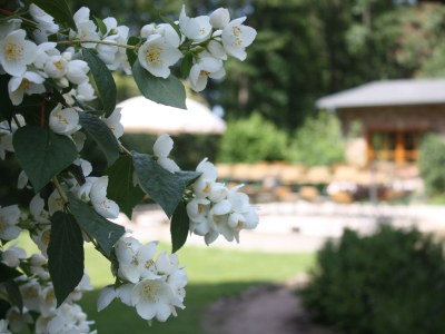 Guesthouse "Der Holthof" - Gäste- und Seminarhaus - Outdoor photo 7