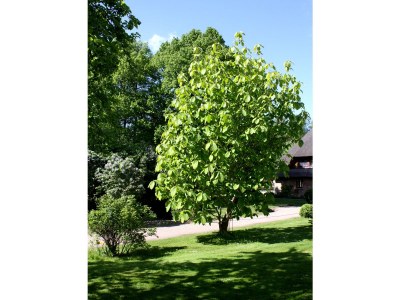 Guesthouse "Der Holthof" - Gäste- und Seminarhaus - Outdoor photo 8