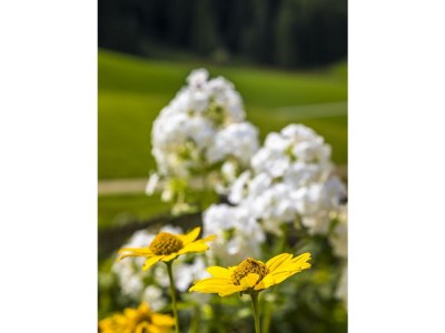 Apartment Ferienwohnung Fuschlsee - Outdoor photo 34