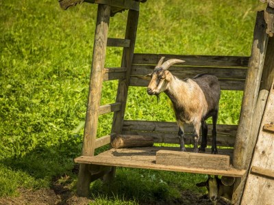 Apartment Ferienwohnung Fuschlsee - Outdoor photo 40