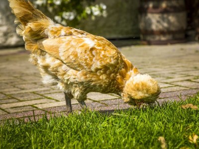 Apartment Ferienwohnung Fuschlsee - Outdoor photo 72