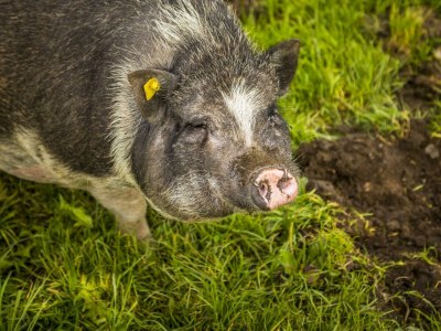 Apartment Ferienwohnung Fuschlsee - Outdoor photo 73