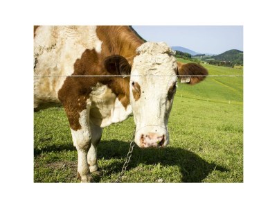 Apartment Familienzimmer, Dusche, WC, Bergseite in Koppl - Apartment