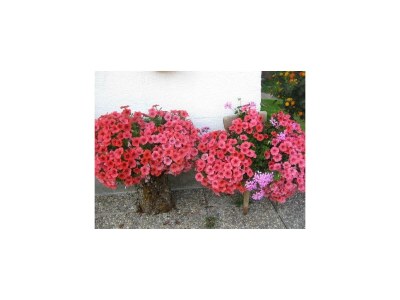 Apartment Ferienhaus Hofbauer - Outdoor photo 10