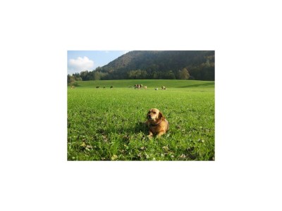 Apartment Ferienhaus Hofbauer - Outdoor photo 11