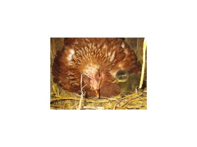 Apartment Ferienhaus Hofbauer - Outdoor photo 16