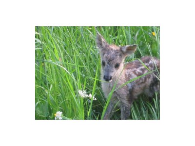 Apartment Ferienhaus Hofbauer - Outdoor photo 18