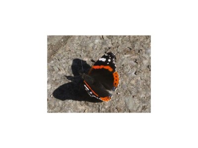 Apartment Ferienhaus Hofbauer - Outdoor photo 33