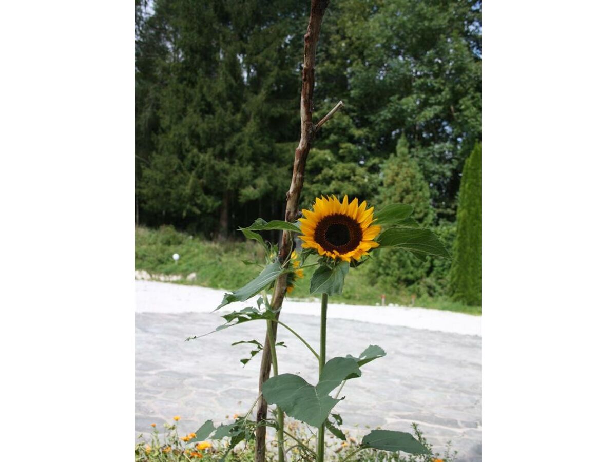 Apartment Ferienwohnung Bernstein - Outdoor photo 3