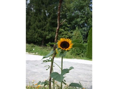 Apartment Ferienwohnung Bernstein - Outdoor photo 3