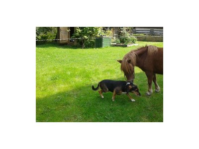 Apartment Ferienhaus Wimmer - Outdoor photo 17