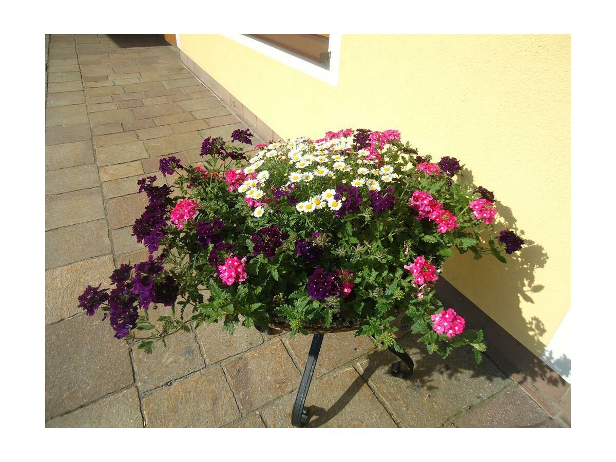 Apartment Ferienwohnung 2-3 Personen - Outdoor photo 4