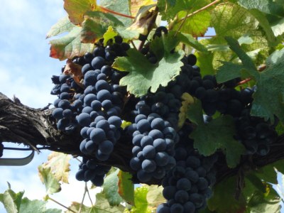 Holiday house Provence Les Oliviers Pool - Outdoor photo 34