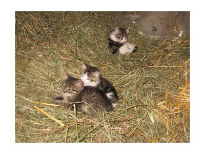 Apartment Apartment Tauernblick - Outdoor photo 8