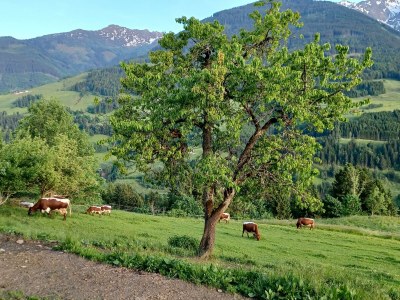 Apartment Apartment Tauernblick - Outdoor photo 41