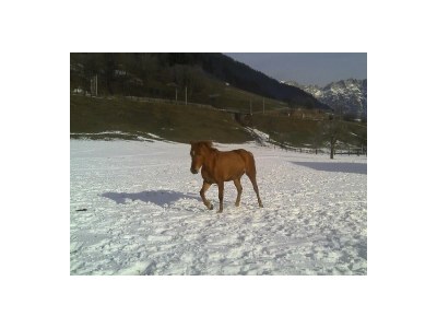 Apartment Enzian - Outdoor photo 23