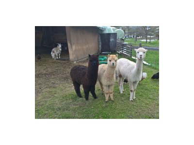 Apartment Enzian - Outdoor photo 29