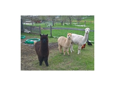 Apartment Enzian - Outdoor photo 30