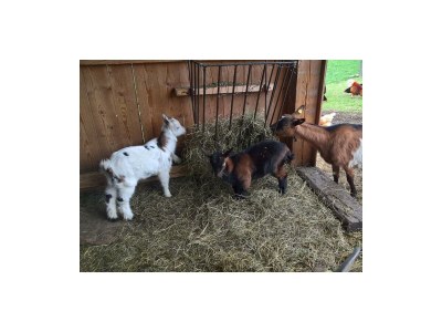 Apartment Enzian - Outdoor photo 31