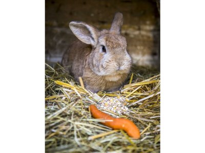 Apartment Enzian - Outdoor photo 57