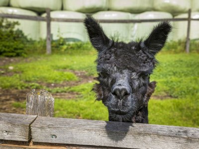 Apartment Enzian - Outdoor photo 58