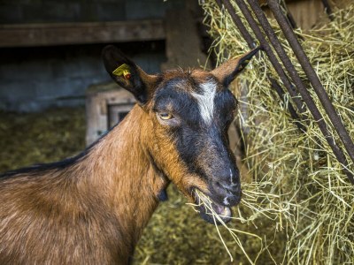 Apartment Enzian - Outdoor photo 61