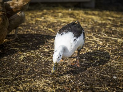 Apartment Enzian - Outdoor photo 62