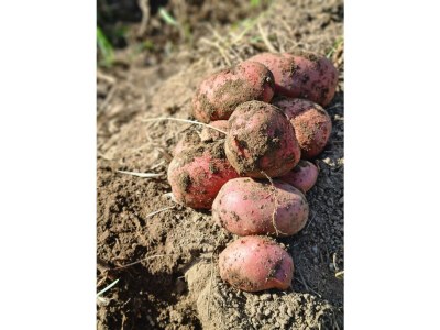 Apartment Appartement Bauernleben - Outdoor photo 17