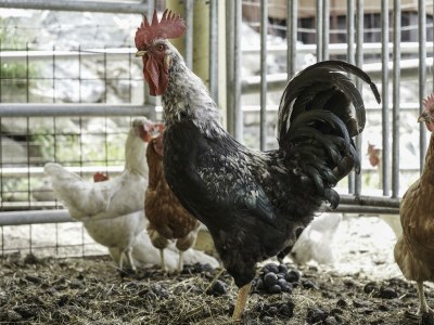 Apartment Appartement Bauernleben - Outdoor photo 28