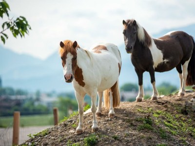 Apartment Appartement Modern Alps - Outdoor photo 6