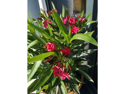 Holiday room Appartement/Fewo, Dusche und Bad, WC, 1 Schlafraum - Outdoor photo 32