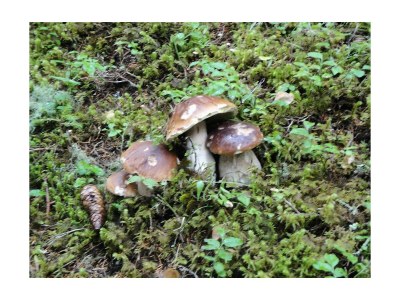 Apartment Appartement/Fewo, Dusche, WC, 1 Schlafraum - Outdoor photo 18