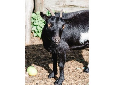 Apartment Ferienhaus - Outdoor photo 9