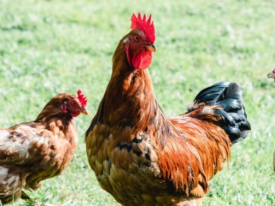 Apartment Ferienhaus - Outdoor photo 17